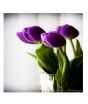 iShopping - HusMah Bulgarian High Grade Dark Blue Tulip Seeds