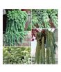 iShopping - HusMah Burro's Tail Succulent Seeds