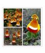 iShopping - HusMah Calceolaria Uniflora Imported Seeds