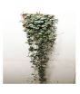iShopping - HusMah Ceropegia Woodii Imported Seeds