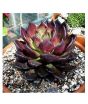 iShopping - HusMah Chroma Succulent Seeds