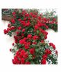 iShopping - HusMah Climbing Rose Red Flower Seeds