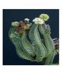 iShopping - HusMah Crassula Buddha's Temple Succulent