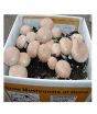 iShopping - HusMah Cremini Mushroom Seeds