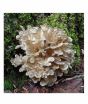 iShopping - HusMah Hen of the Woods Mushroom Seeds