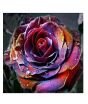 iShopping - HusMah Holland Rare Multi Color Rose Seeds Dark