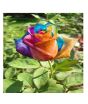 iShopping - HusMah Holland Rare Multi Color Rose Seeds