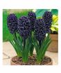 iShopping - HusMah Hyacinthus Orientalis Flower Seeds Black
