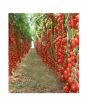 iShopping - HusMah Hybrid Tomato Seeds 25kg Production per Plant