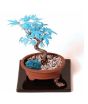 iShopping - HusMah Japanese Blue Maple Bonsai Tree Seeds