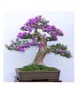 iShopping - HusMah Japanese Lilac Seeds Extremely Fragrant