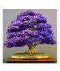 iShopping - HusMah Japanese Purple Maple Bonsai Tree Seeds