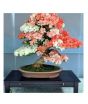 iShopping - HusMah Japanese Sakura Cherry Blossoms Seeds