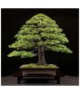 iShopping - HusMah Japnaese White Spruce Pine