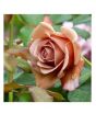 iShopping - HusMah Koko Loko Rose Flower Seeds