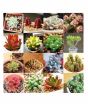 iShopping - HusMah Mix Succulent Seeds