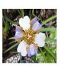 iShopping - HusMah Neomarica Gracilis Flower Seeds