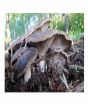 iShopping - HusMah Oyster Mushroom Seeds