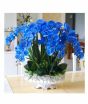 iShopping - HusMah Phalaenopsis Blue Orchid Seeds