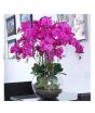 iShopping - HusMah Phalaenopsis Orchid Seeds Purple