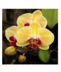 iShopping - HusMah Phalaenopsis Orchid Yellow Maroon Seeds