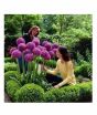 iShopping - HusMah Purple Giant Allium Giganteum Beautiful Flower Seeds
