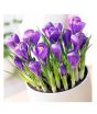 iShopping - HusMah Purple Saffron Seeds