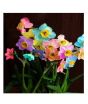 iShopping - HusMah Rainbow Daffodils Perennial Flowering Plants Seeds