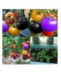 iShopping - HusMah Rainbow Tomato Seeds