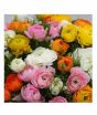 iShopping - HusMah Ranunculus Persian Buttercup Seed