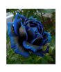 iShopping - HusMah Rare Blue & Black Rose Seeds