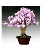 iShopping - HusMah Rare Bonsai Light Purple Azalea Seeds