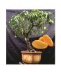 iShopping - HusMah Rare Bonsai Mango Seeds