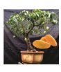 iShopping - HusMah Rare Bonsai Mango Seeds