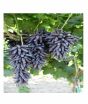 iShopping - HusMah Rare Finger Graps Seeds