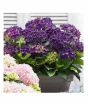 iShopping - HusMah Rare Hydrangea Seed Purple