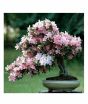 iShopping - HusMah Rare Japanese Sakura Pink
