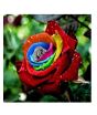 iShopping - HusMah Rare Multi Color Rose Seeds S80