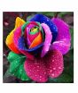 iShopping - HusMah Rare Multi Color Rose Seeds