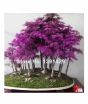 iShopping - HusMah Rare Purple Dawn Redwood Bonsai Tree Seeds