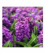 iShopping - HusMah Rare Purple Hyacinth Orientalis Flower Seeds Blue