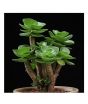 iShopping - HusMah Rare Tatari Succulent Seeds