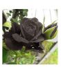 iShopping - HusMah Rare Turkish Black Rose Seeds