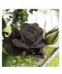 iShopping - HusMah Rare Turkish Black Rose Seeds
