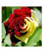 iShopping - HusMah Rare Yellow & Red Rose Seeds