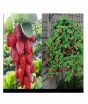 iShopping - HusMah Red Climbing Strawberry 4 Season