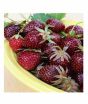 iShopping - HusMah Strawberry Maroon Furit Seeds