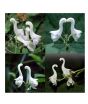 iShopping - HusMah Swan Flowers Bonsai