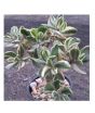iShopping - HusMah Variegated Jade Succulent Seeds