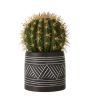 iShopping - Premier Home Fiori Cactus Succulent (2907054)